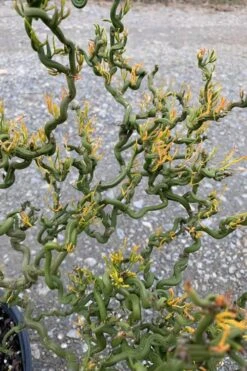 Tiny Dragon Hardy Orange (Poncirus Trifoliata) - 5 Gallon Pot - SALE! -FruitTree Store Trifoliate Orange Tiny Dragon 1