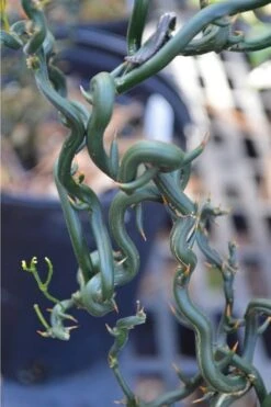 Tiny Dragon Hardy Orange (Poncirus Trifoliata) - 5 Gallon Pot - SALE! -FruitTree Store Trifoliate Orange Tiny Dragon 2