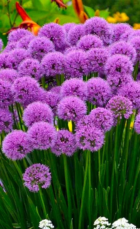 Millenium Allium (Ornamental Onion) - 1 Gallon Pot 3 Millenium Allium (Ornamental Onion) - 1 Gallon Pot