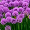 Millenium Allium (Ornamental Onion) - 6 Pack Of 1 Gallon Pots 2 Millenium Allium (Ornamental Onion) - 6 Pack Of 1 Gallon Pots -FruitTree Store allium millenium 12