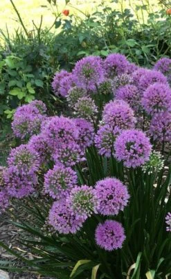 Millenium Allium (Ornamental Onion) - 6 Pack Of 1 Gallon Pots -FruitTree Store allium millenium 2