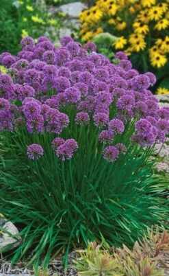 Millenium Allium (Ornamental Onion) - 1 Gallon Pot 18 Millenium Allium (Ornamental Onion) - 1 Gallon Pot -FruitTree Store allium millenium 3 1