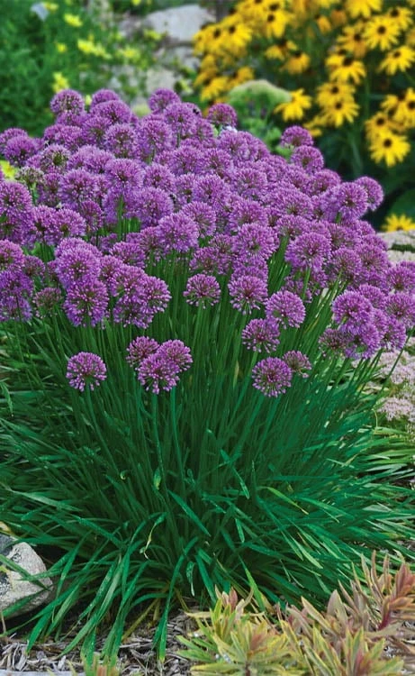 Millenium Allium (Ornamental Onion) - 1 Gallon Pot 9 Millenium Allium (Ornamental Onion) - 1 Gallon Pot - Image 7