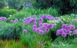 Millenium Allium (Ornamental Onion) - 1 Gallon Pot 16 Millenium Allium (Ornamental Onion) - 1 Gallon Pot -FruitTree Store allium millenium 4 1