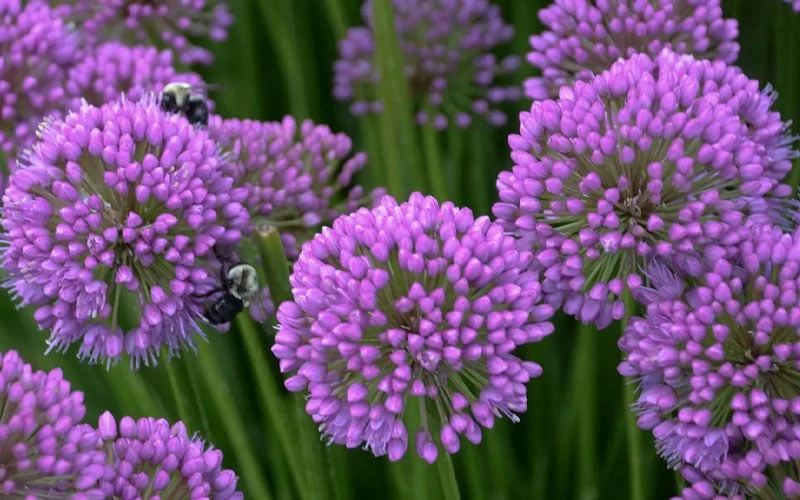Millenium Allium (Ornamental Onion) - 1 Gallon Pot 8 Millenium Allium (Ornamental Onion) - 1 Gallon Pot - Image 6