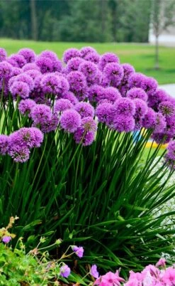Millenium Allium (Ornamental Onion) - 1 Gallon Pot 21 Millenium Allium (Ornamental Onion) - 1 Gallon Pot -FruitTree Store allium millenium 6 1