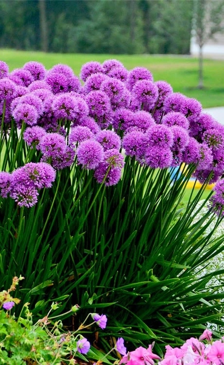 Millenium Allium (Ornamental Onion) - 1 Gallon Pot 12 Millenium Allium (Ornamental Onion) - 1 Gallon Pot - Image 10