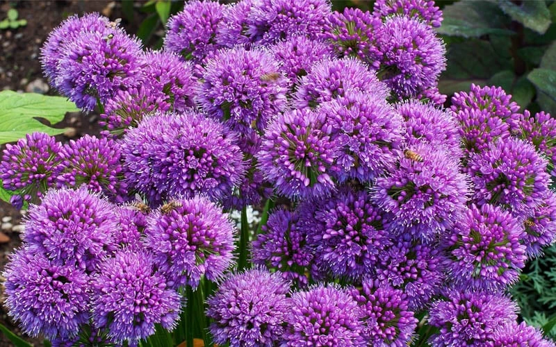 Millenium Allium (Ornamental Onion) - 1 Gallon Pot 11 Millenium Allium (Ornamental Onion) - 1 Gallon Pot - Image 9