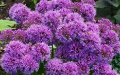Millenium Allium (Ornamental Onion) - 6 Pack Of 1 Gallon Pots -FruitTree Store allium millenium 9