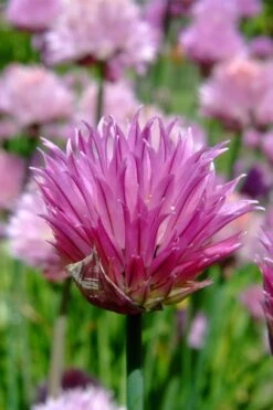 Chives Plant (Allium Schoenoprasum) - 5 Pack Of Quart Pots -FruitTree Store allium schoenprasum chives 2