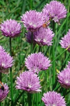 Chives Plant (Allium Schoenoprasum) - 5 Pack Of Quart Pots -FruitTree Store allium schoenprasum chives 3
