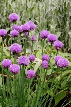 Chives Plant (Allium Schoenoprasum) - 5 Pack Of Quart Pots -FruitTree Store allium schoenprasum chives 4