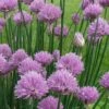 Chives Plant (Allium Schoenoprasum) - 5 Pack Of Quart Pots -FruitTree Store allium schoenprasum chives 5