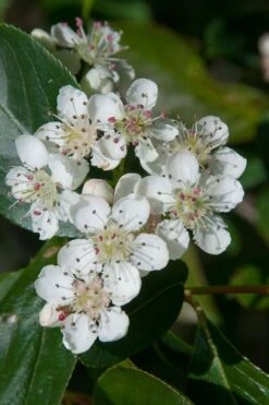 Red Chokeberry (Aronia Arbutifolia) - 3 Pack Of 1.5 Quart Pots 11 Red Chokeberry (Aronia Arbutifolia) - 3 Pack Of 1.5 Quart Pots -FruitTree Store aronia arbutifolia red chokeberry 1