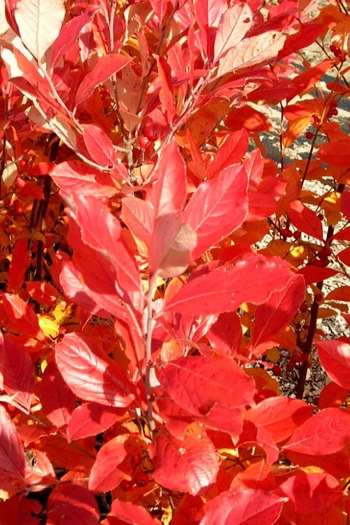 Red Chokeberry (Aronia Arbutifolia) - 3 Pack Of 1.5 Quart Pots 8 Red Chokeberry (Aronia Arbutifolia) - 3 Pack Of 1.5 Quart Pots - Image 6