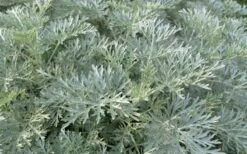 Powis Castle Artemisia - 5 Pack Of Quart Pots -FruitTree Store artemisia powis castle 1