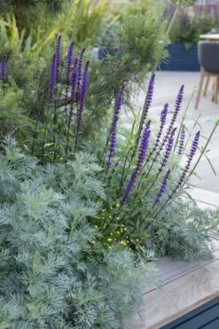 Powis Castle Artemisia - 5 Pack Of Quart Pots -FruitTree Store artemisia powis castle 4