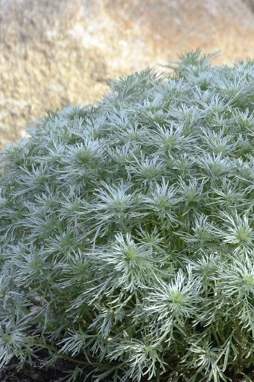 Silver Mound Artemisia - 1 Gallon Pot 7 Silver Mound Artemisia - 1 Gallon Pot - Image 5