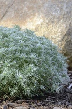 Silver Mound Artemisia - 1 Gallon Pot 13 Silver Mound Artemisia - 1 Gallon Pot -FruitTree Store artemisia schmidtiana silver mound 5 1