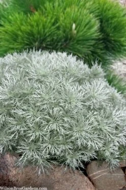 Silver Mound Artemisia - 1 Gallon Pot