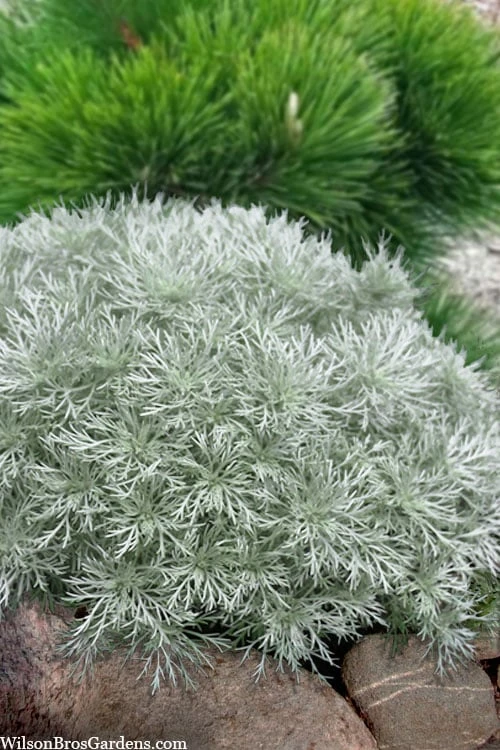 Silver Mound Artemisia - 1 Gallon Pot 3 Silver Mound Artemisia - 1 Gallon Pot