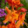 Red Pepper Aromi Azalea (Rhododendron Hybrid) - 3 Gallon Pot -FruitTree Store azalea aromi red pepper