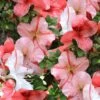 Astronaut Azalea - 3 Gallon Pot -FruitTree Store azalea astronaut 1 1