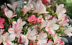 Astronaut Azalea - 1 Gallon Pot -FruitTree Store azalea astronaut 3