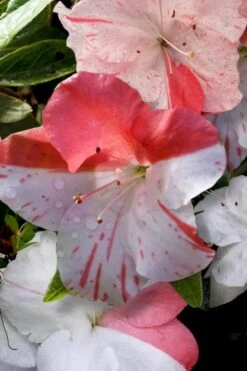 Astronaut Azalea - 3 Gallon Pot -FruitTree Store azalea astronaut 4 1