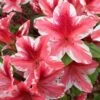 Ben Morrison Azalea - 2 Gallon Pot 2 Ben Morrison Azalea - 2 Gallon Pot -FruitTree Store azalea ben morrison 2