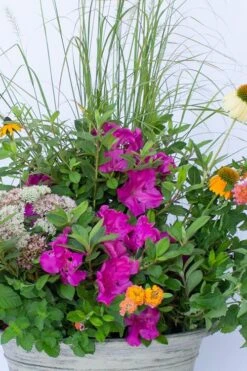 Echo Bloom 'N Again Azalea - 2 Gallon Pot -FruitTree Store azalea bloom n again augusta echo 4