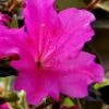 Echo Bloom 'N Again Azalea - 2 Gallon Pot -FruitTree Store azalea bloom n again augusta echo 6