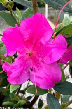 Echo Bloom 'N Again Azalea - 2 Gallon Pot -FruitTree Store azalea bloom n again augusta echo 7