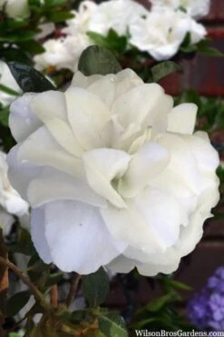 Snowball Bloom 'N Again Azalea - 2 Gallon Pot 11 Snowball Bloom 'N Again Azalea - 2 Gallon Pot -FruitTree Store azalea bloom n again snowball 13