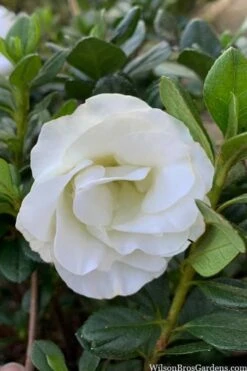 Snowball Bloom 'N Again Azalea - 2 Gallon Pot 13 Snowball Bloom 'N Again Azalea - 2 Gallon Pot -FruitTree Store azalea bloom n again snowball 14