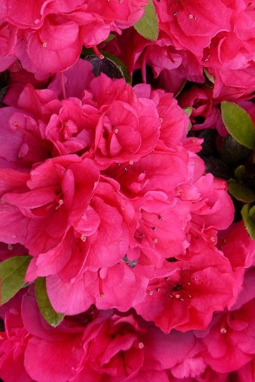 Canzonetta Azalea - 1 Gallon Pot 2 Canzonetta Azalea - 1 Gallon Pot