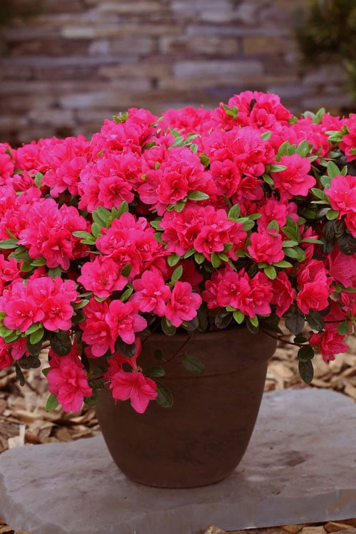 Canzonetta Azalea - 1 Gallon Pot 5 Canzonetta Azalea - 1 Gallon Pot - Image 4