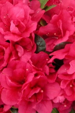 Canzonetta Azalea - 1 Gallon Pot 10 Canzonetta Azalea - 1 Gallon Pot -FruitTree Store azalea canzonetta 500x750 1