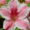 Lady Cavendish Azalea - 3 Gallon Pot -FruitTree Store azalea cavendish 1