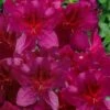 Dauntless Azalea (Glenn Dale Hydrid) - 2 Gallon Pot -FruitTree Store azalea dauntless 2