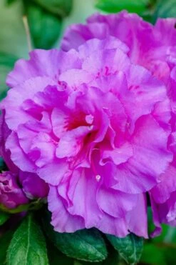 Autumn Majesty Encore Azalea - 3 Gallon Pot 12 Autumn Majesty Encore Azalea - 3 Gallon Pot -FruitTree Store azalea encore autumn majesty 12