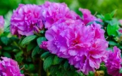 Autumn Majesty Encore Azalea - 3 Gallon Pot 11 Autumn Majesty Encore Azalea - 3 Gallon Pot -FruitTree Store azalea encore autumn majesty 13