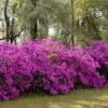Formosa Southern Indica Azalea - 1 Gallon Pot -FruitTree Store azalea formosa hedge