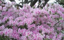 George L. Taber Southern Indica Azalea - 3 Gallon Pot -FruitTree Store azalea george taber 10