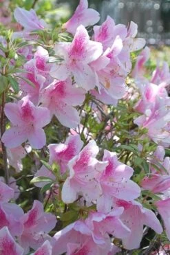 George L. Taber Southern Indica Azalea - 7 Gallon Pot -FruitTree Store azalea george taber 11 1
