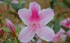 George L. Taber Southern Indica Azalea - 3 Gallon Pot -FruitTree Store azalea george taber 13
