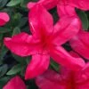 Gloria Deep Pink Sawada Azalea - 1 Gallon Pot 2 Gloria Deep Pink Sawada Azalea - 1 Gallon Pot -FruitTree Store azalea gloria deep pink sawada 1