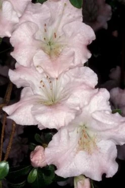 Gwenda Azalea (Robin Hill Hybrid) - 1 Gallon Pot -FruitTree Store azalea gwenda 6