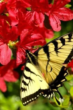 Midnight Flare Azalea - 3 Gallon Pot -FruitTree Store azalea midnight flare 20 1