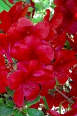 Midnight Flare Azalea - 3 Gallon Pot -FruitTree Store azalea midnight flare 21 1